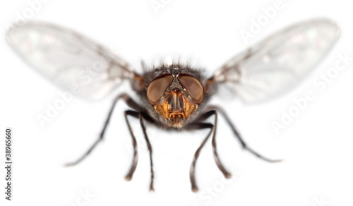 Fly close up