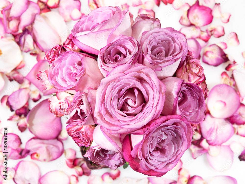 Pink roses Pink roses