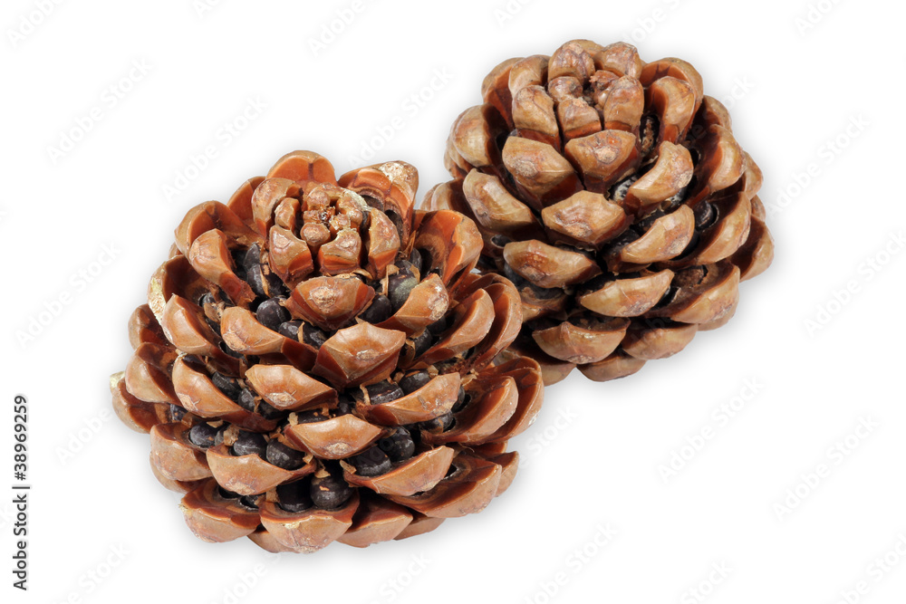 Pinienzapfen mit Samen, pine isolated Pinienzapfen mit Samen, pine isolated