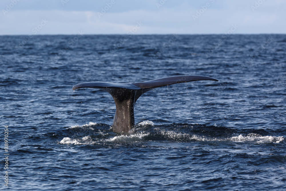 Naklejka premium The fluke of Sperm whale as it begins a dive into the North Atla