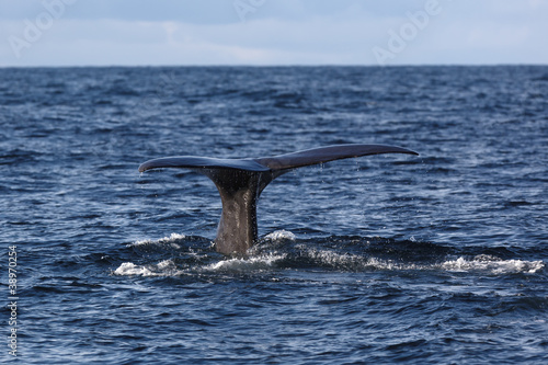 The fluke of Sperm whale as it begins a dive into the North Atla