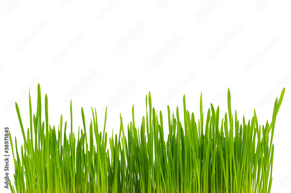 Obraz premium green grass