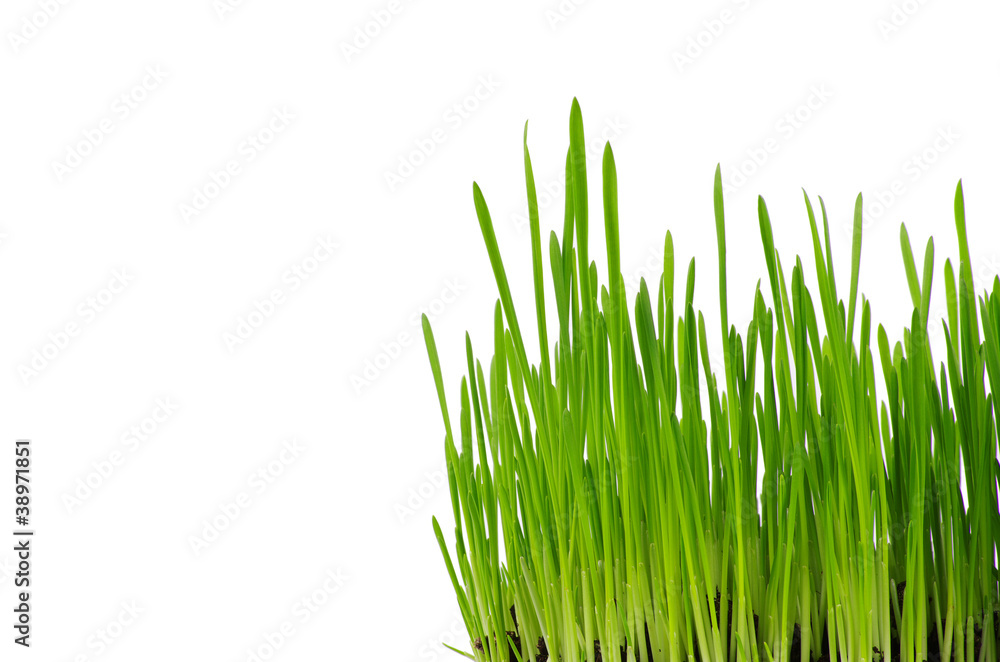 green grass green grass