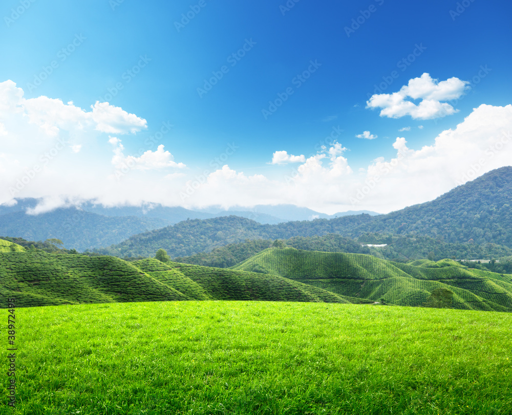 field of spring grass and mountain field of spring grass and mountain