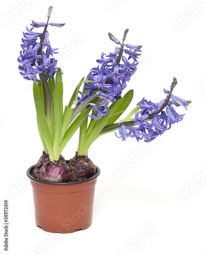 three hyacinth flowers growing in a pot photo