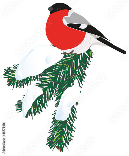 Bullfinch bird