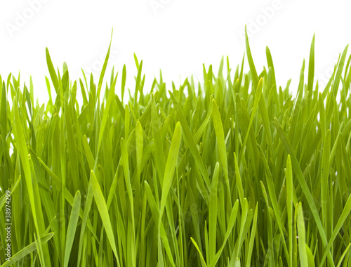 green grass