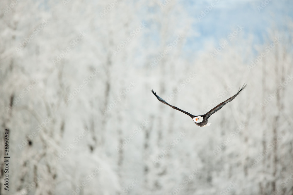 Flying eagle over snow-covered mountains. Flying eagle over snow-covered mountains.
