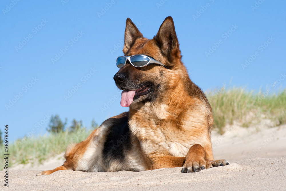 German shepherd laying in sun glasses on sand German shepherd laying in sun glasses on sand