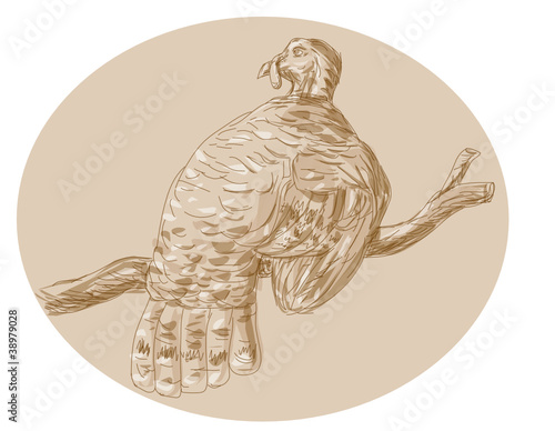 Wild Turkey Perching On Branch Sketch