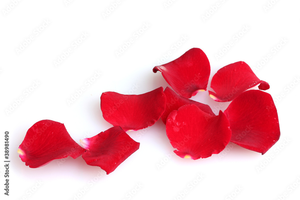 beautiful petals of red roses isolated on white beautiful petals of red roses isolated on white