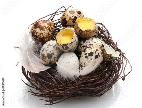quail eggs in nest isolated on white