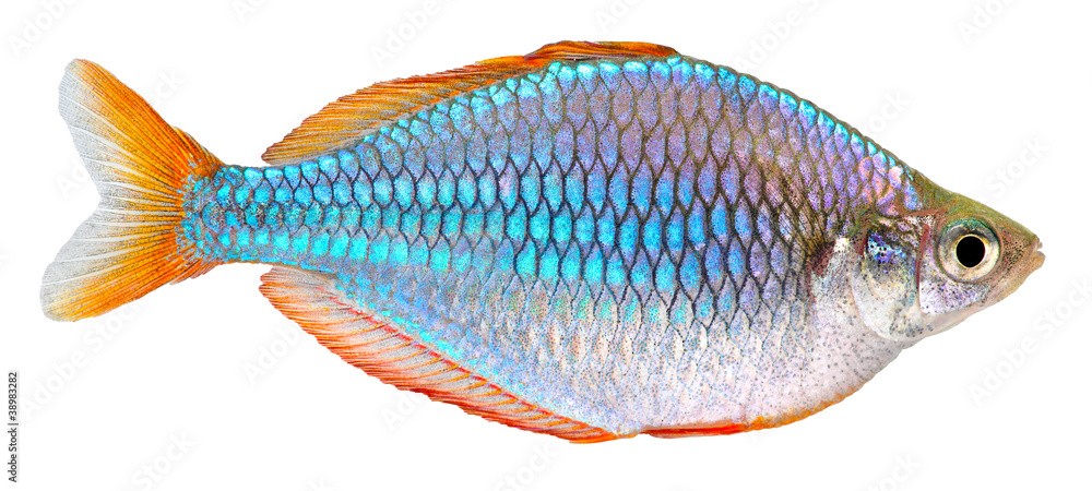 Fototapeta premium Dwarf Neon Rainbow fish