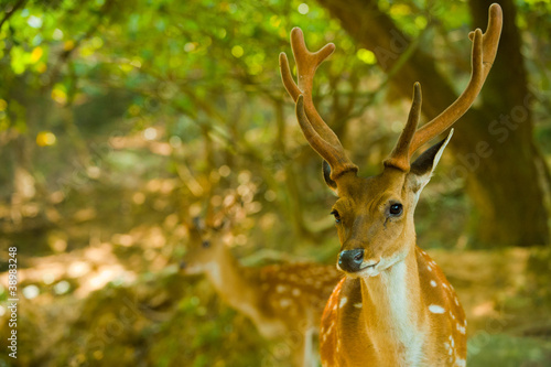 Formosan Sika Deer Forest H photo