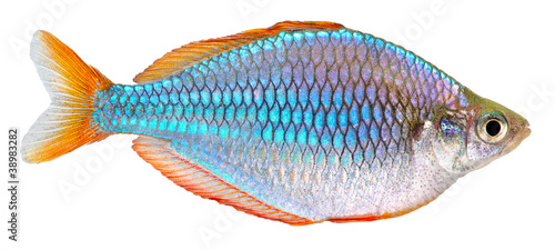 Dwarf Neon Rainbow fish