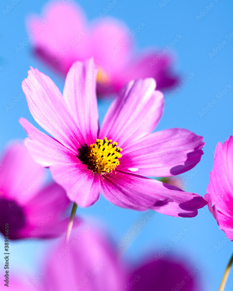 Beautiful Cosmos Flowers