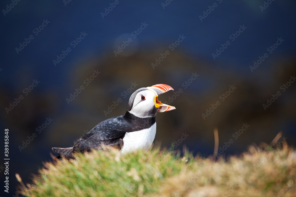 Fototapeta premium Puffin