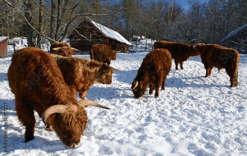 Canvas Print The flock of  highland cattle in winter season