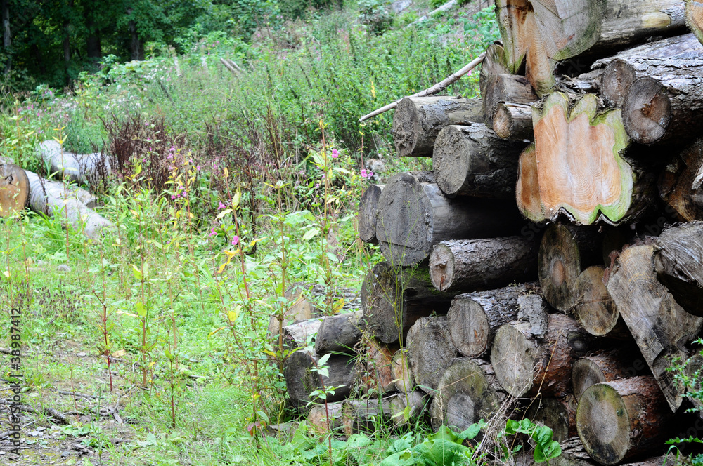 Obraz premium Pile of old logs in an overgrown field