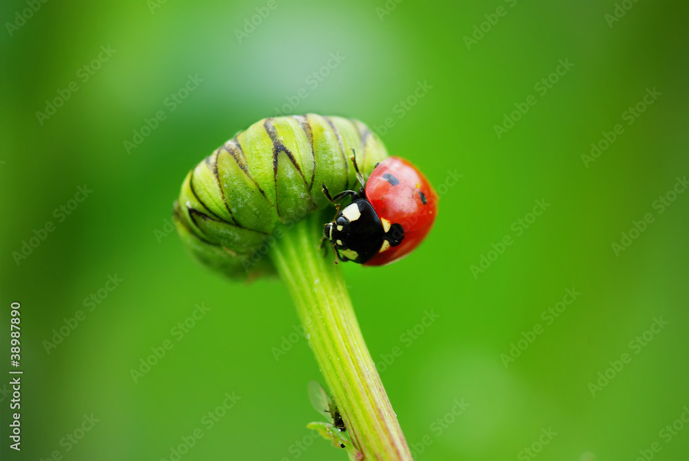 Fototapeta premium Coccinelle