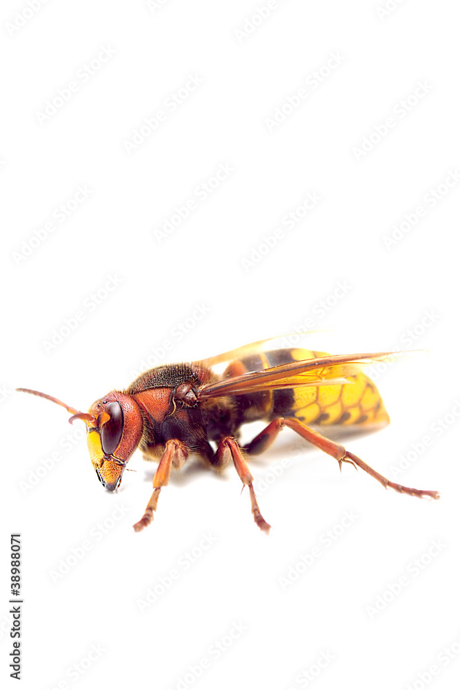 Naklejka premium frelon