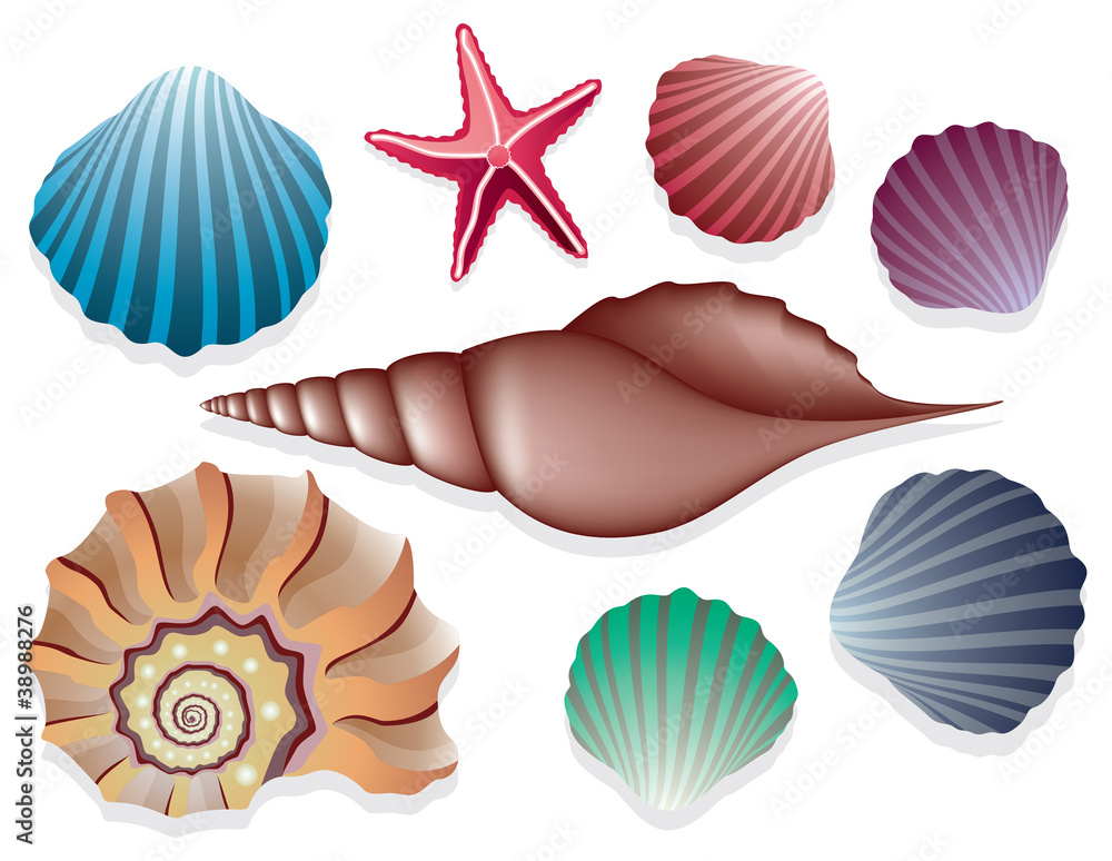 vector collection of sea shells vector collection of sea shells