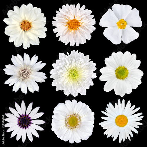 Fototapeta Naklejka Na Ścianę i Meble -  Various Selection of White Flowers Isolated on Black