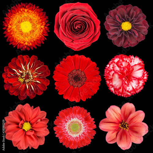 Fototapeta Naklejka Na Ścianę i Meble -  Selection of Various Red Flowers Isolated on Black