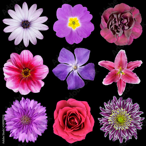 Fototapeta Naklejka Na Ścianę i Meble -  Various Pink, Purple, Red Flowers Isolated on Black