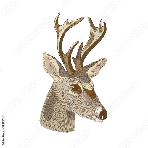 Sketch of deer head