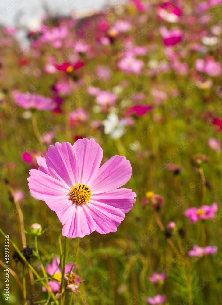 Cosmos flowers on spring background