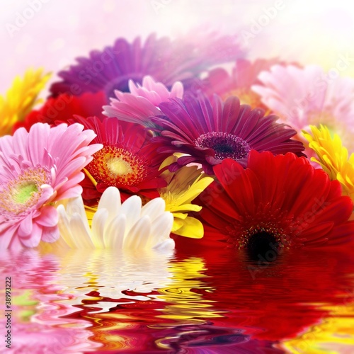 Close-up on gerbera flowers_sun_water.
