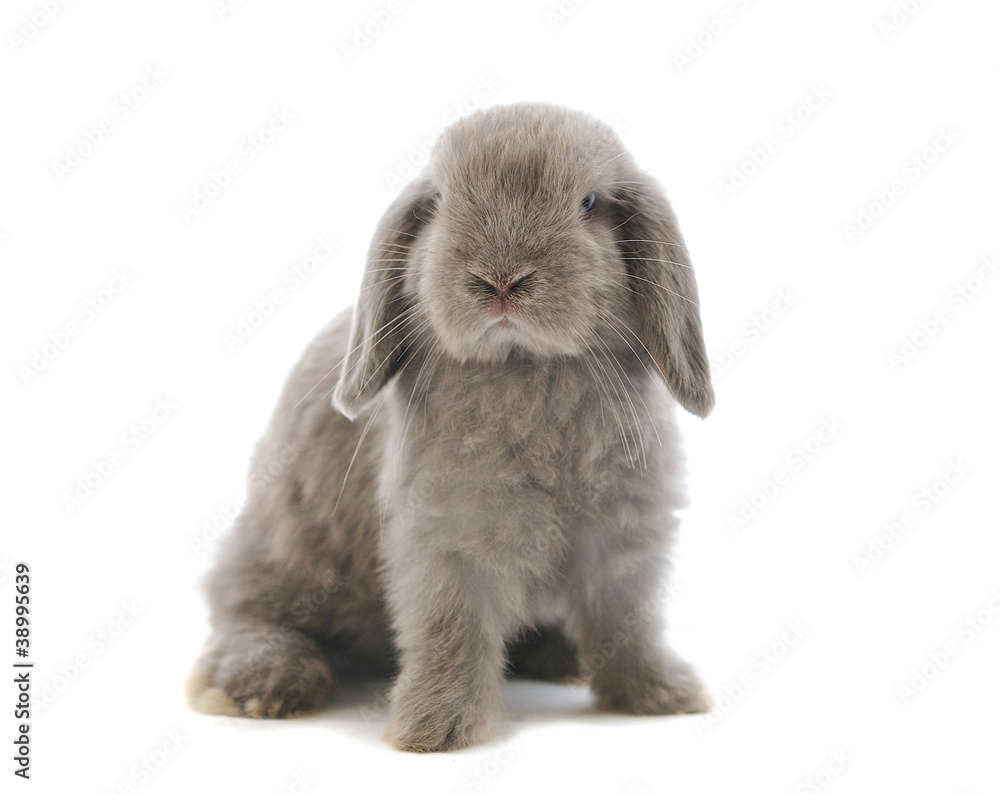 close-up on a Lop Rabbit in front of a white backgroun close-up on a Lop Rabbit in front of a white backgroun