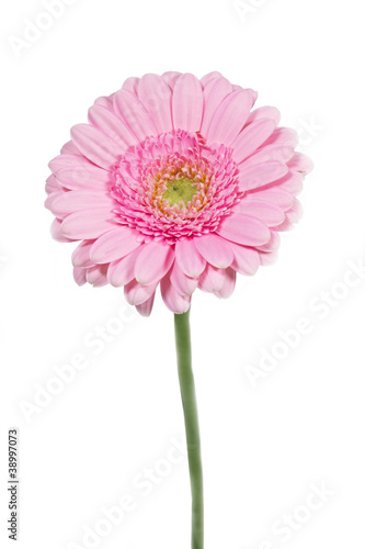 Rosa Gerbera, Nahaufnahme