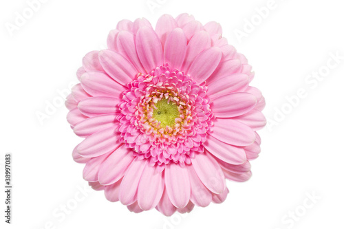 Fototapeta Naklejka Na Ścianę i Meble -  Rosa Gerbera, Nahaufnahme