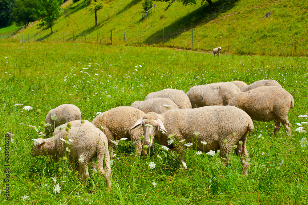 Fototapeta premium Grazing Sheeps