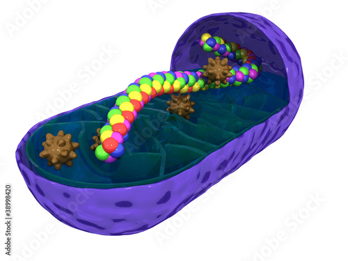 Schematic mitochondria on a white background №1 photo