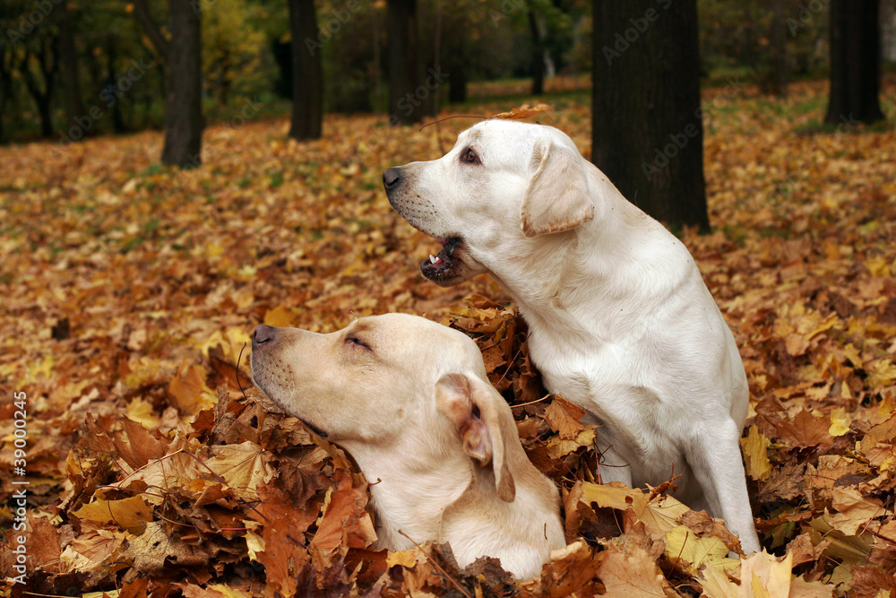 two yellow labradors in the park in autumn leaves two yellow labradors in the park in autumn leaves