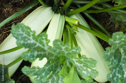 Marrow Squash growing on vegetable bed