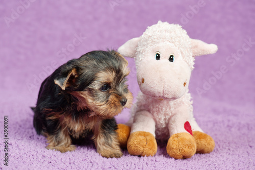 Yorkshire terrier puppy