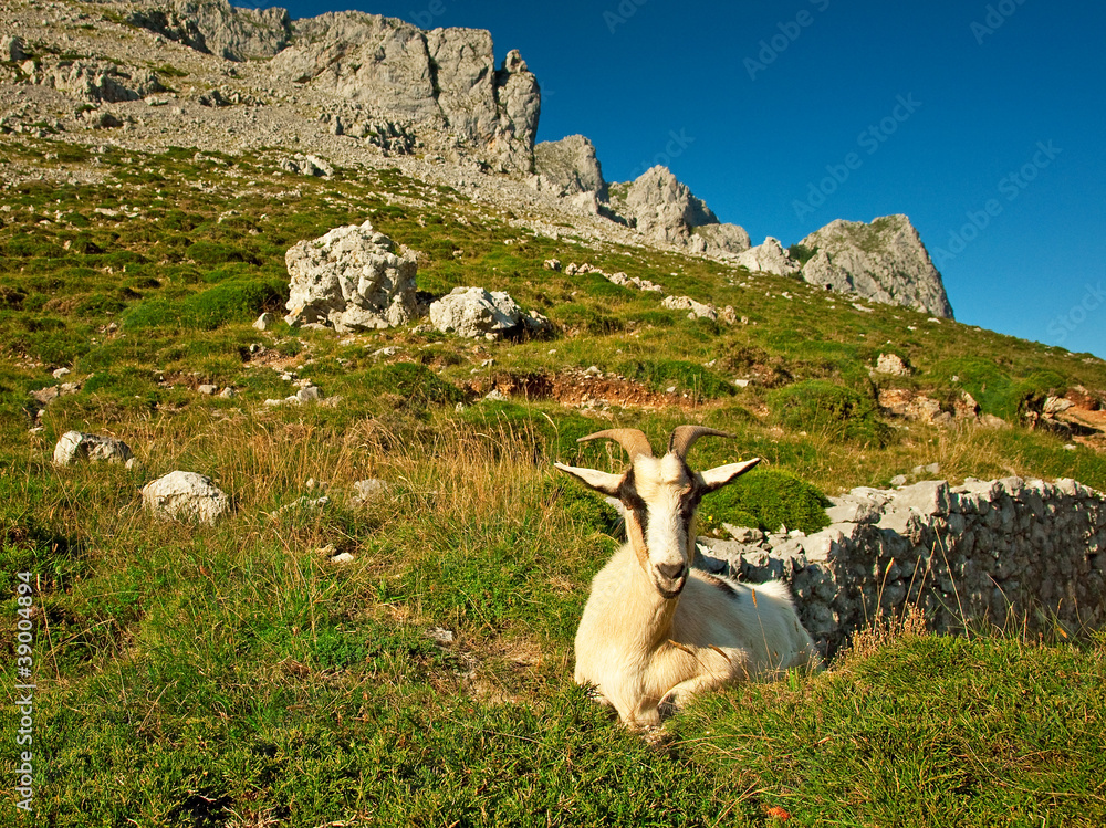 Naklejka premium Goat in the mountains