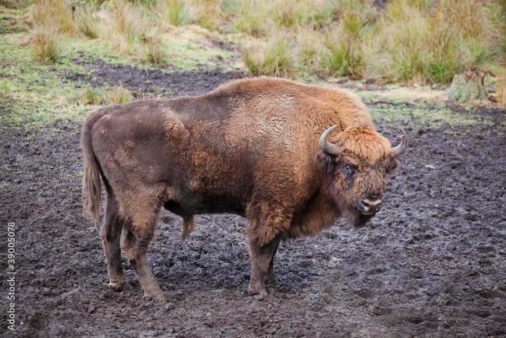 Bison (Bison bonasus) in national park Belovezhsky dense forest Bison (Bison bonasus) in national park Belovezhsky dense forest
