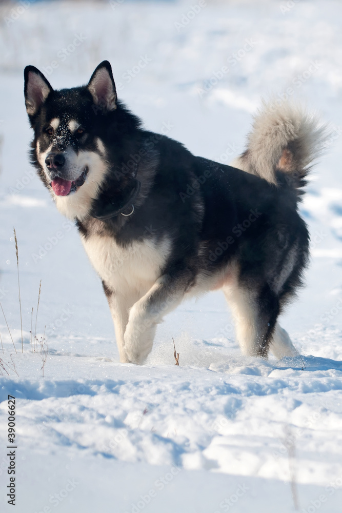 Dogs