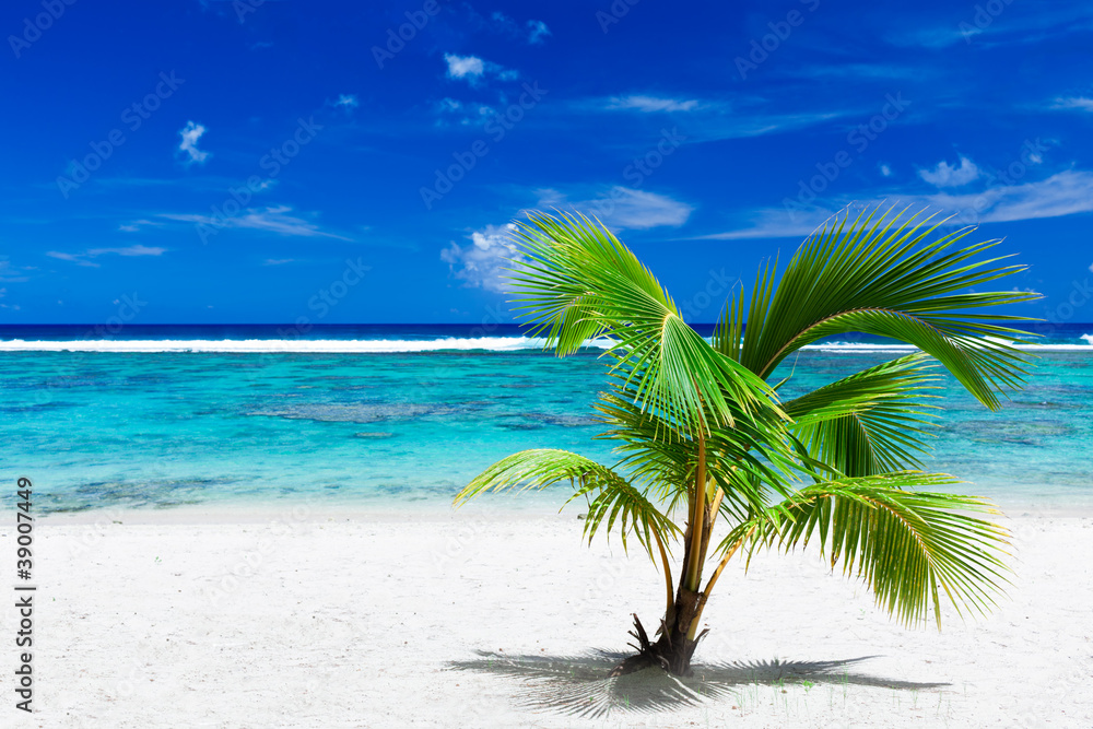 Small palm tree hanging over stunning blue lagoon