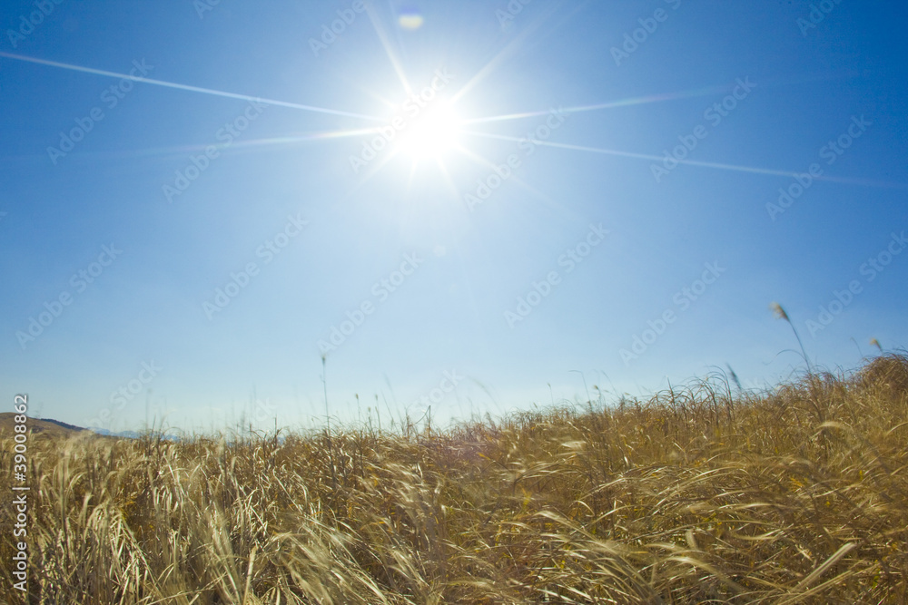 Fototapeta premium 枯れ草と光芒