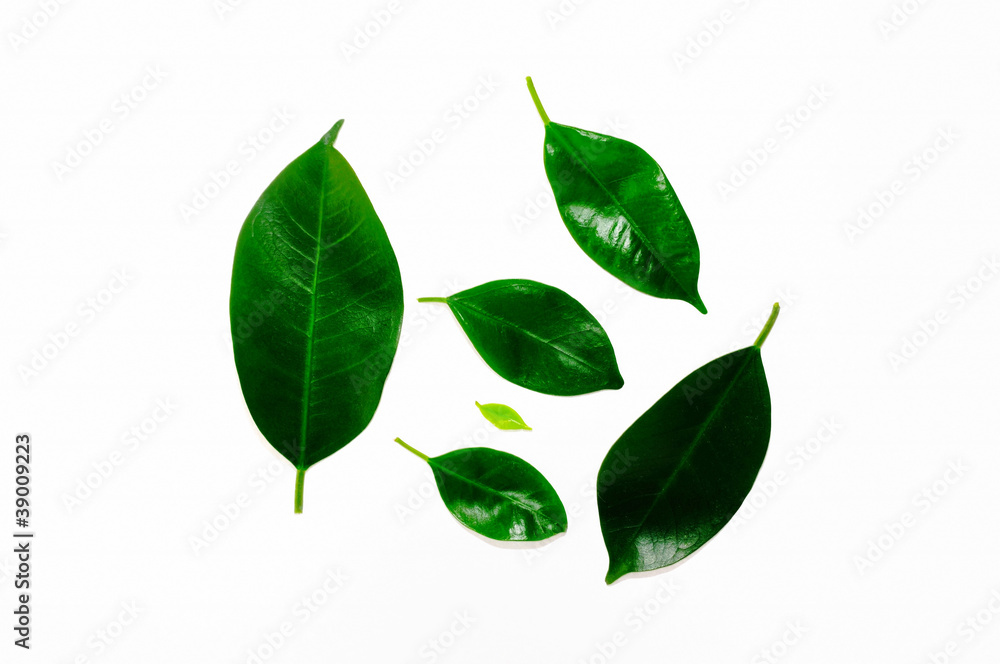 Green leaf Green leaf