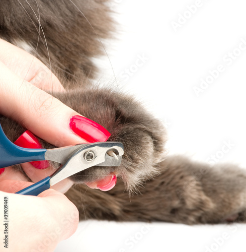 Trimming cat's nails
