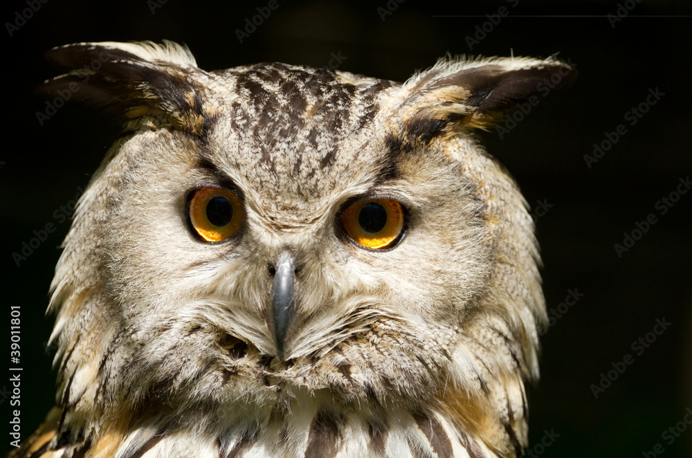 Fototapeta premium Portret puchacz