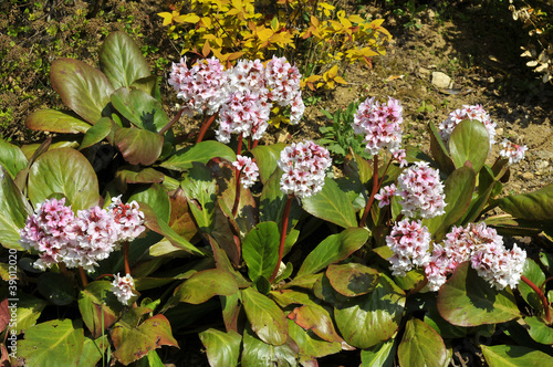 Φωτογραφία Closeup bergenia flowers in a garden