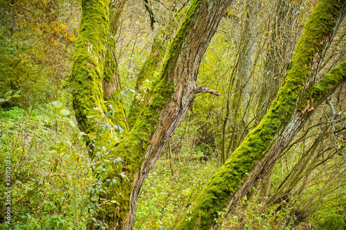 Foto Bright Green Moss (bryophytes) on tree trunks